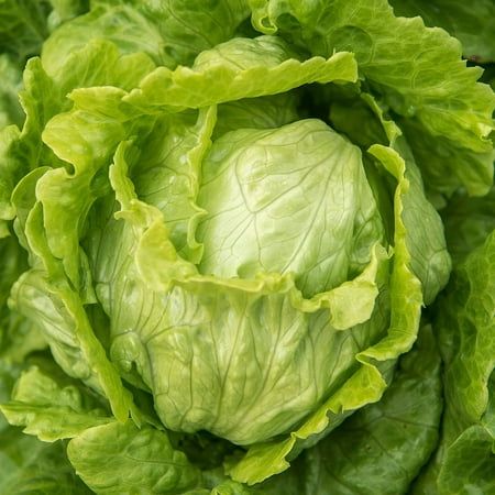 LETTUCE